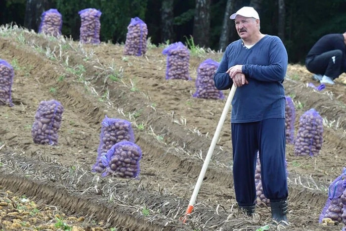In Weißrussland verschwindet die Kartoffel