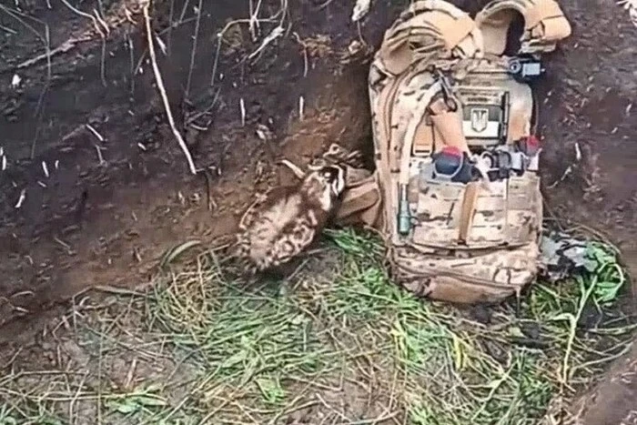 Seltene Tiere tauchten an der Front auf, die Jahrzehnte lang nicht in der Ukraine gesehen wurden: Erklärung von Ökologen