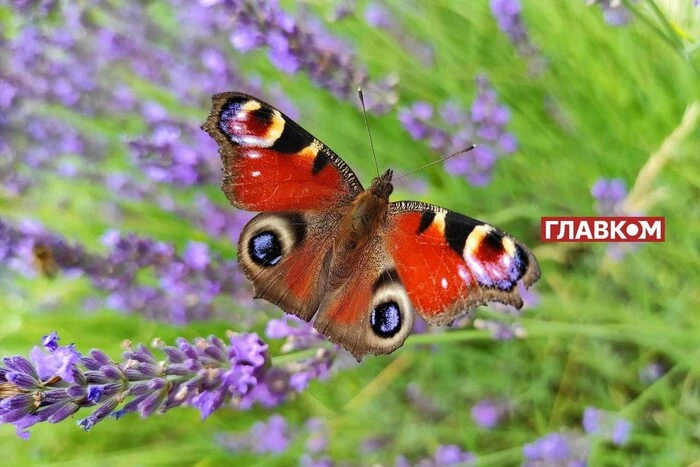 No precipitation in Ukraine: weather forecast for June 18