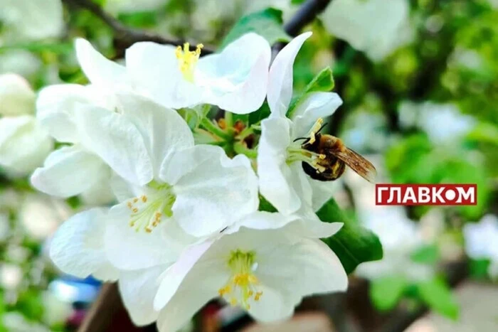 В Україні до +24° та подекуди дощі: прогноз погоди на 14 червня