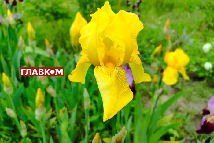 В Україні мінлива хмарність та без опадів: прогноз погоди на 10 червня